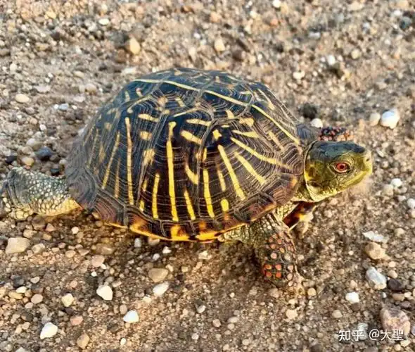 锦箱龟外型小巧花纹艳丽互动性强