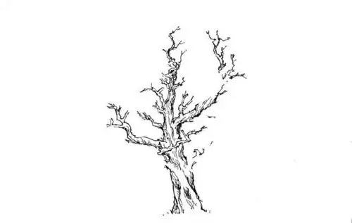零基础钢笔风景速写柏树的画法一学就会