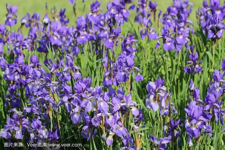 鸢尾-西伯利亚鸢尾