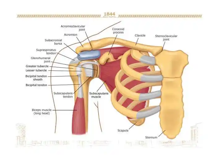 滑液囊病变性肩关节疼痛 - 好大夫在线
