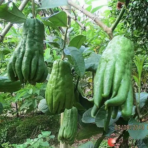 供应高产优质广佛手嫁接苗扦插苗