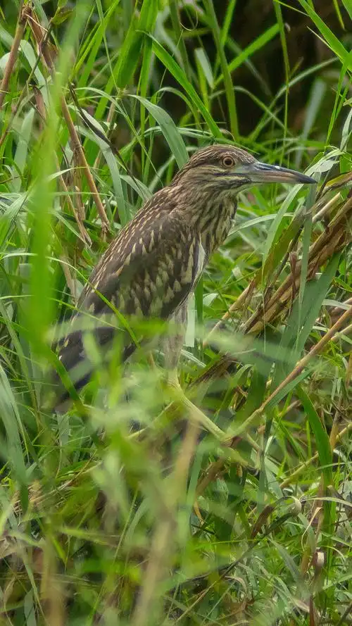 第一次尝试拍摄野生水鸟
