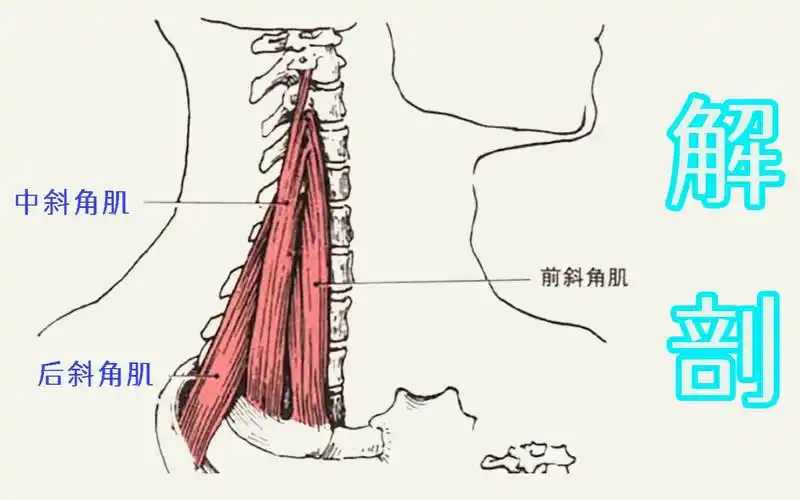 解剖斜角肌