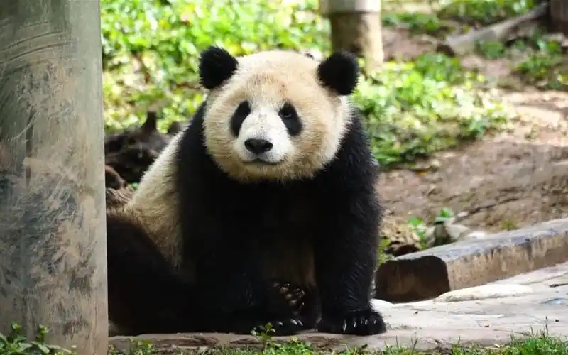 华盟盟的小型见面会 真可爱_哔哩哔哩_bilibili