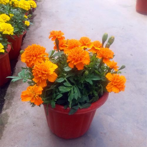 孔雀菊盆栽草花孔雀草矮生重瓣万寿菊带花庭院易活花四季开花植物