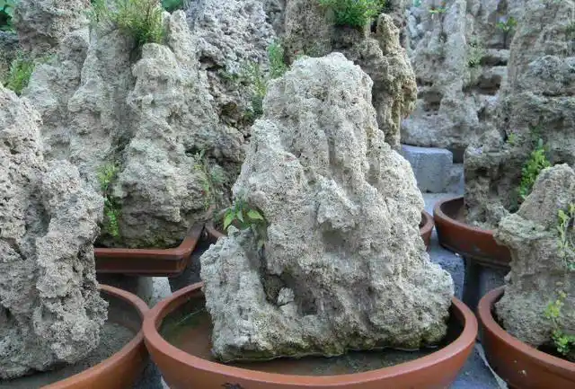 用吸水石来当颗粒栽种多肉行不行?看完它的优点和缺点你就知道了