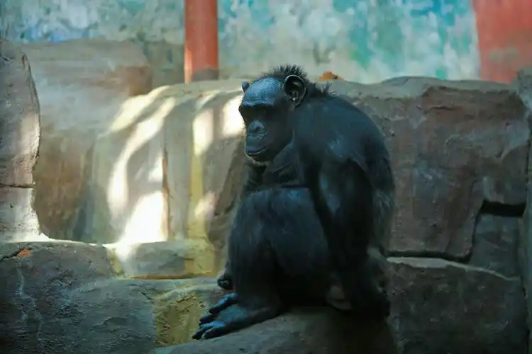 摄影日记:北京动物园半日游