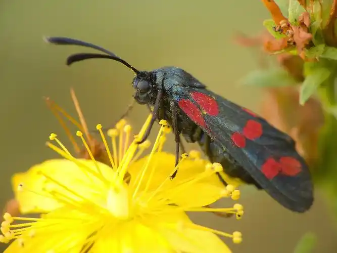 蛾子,有毒,飞,白天