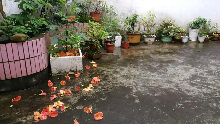 雨中庭院如画卷