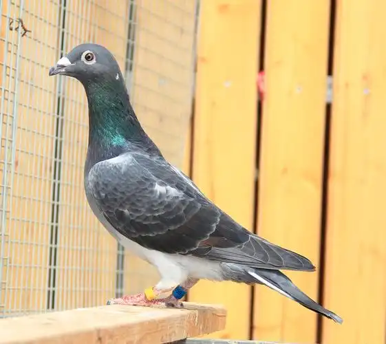 >> 查看拍卖商品