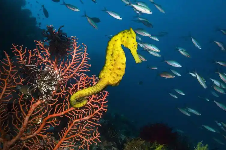 海马的特殊喂养适应性_海洋生物_人人知识网