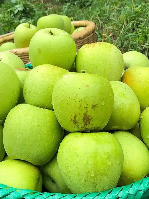 小时候味道酸甜口青苹果