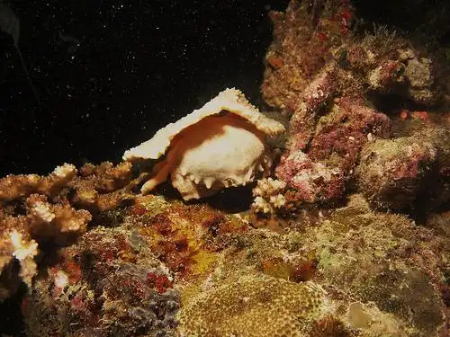 night dive - decorator crab | flickr – 相片分享!