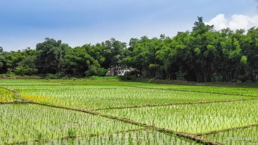田家几日闲耕种从此起田野风光
