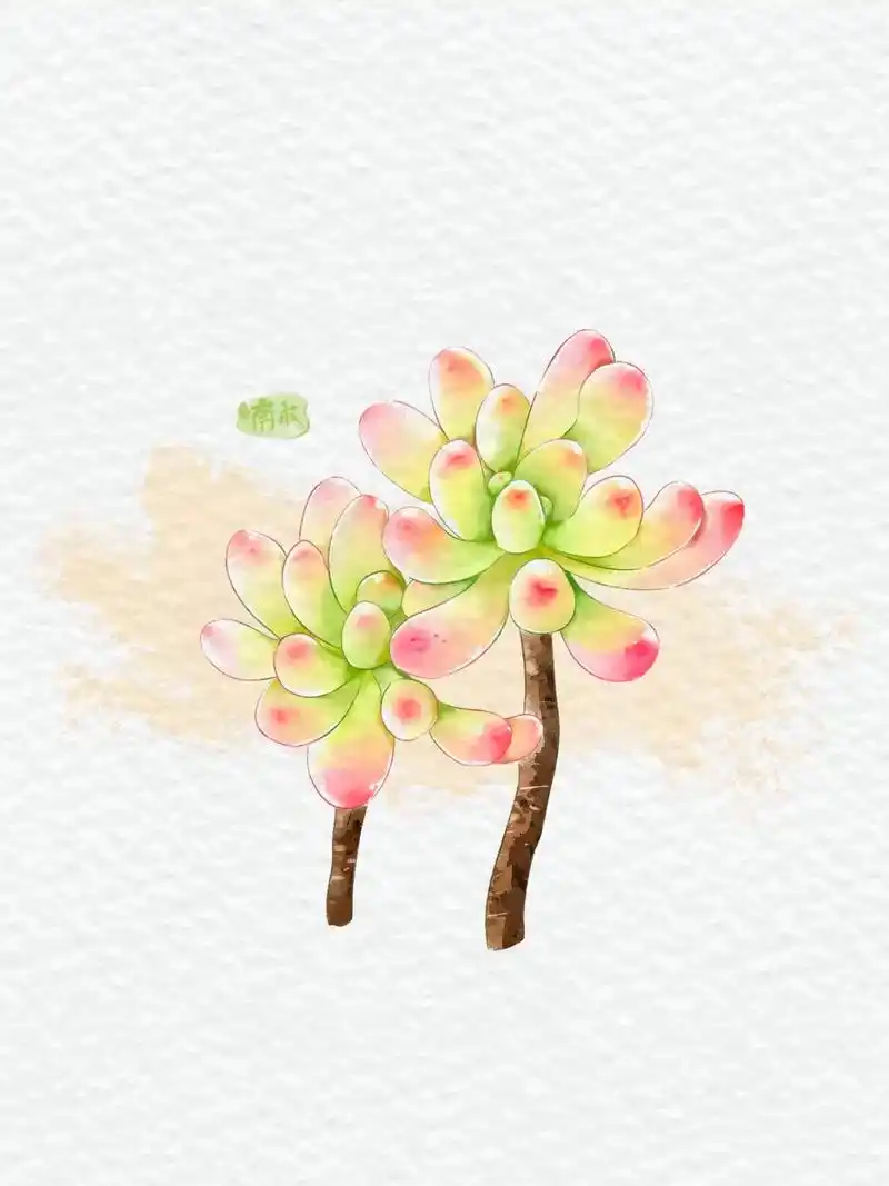 30张植物练习|水彩:乙女心(3)景天科景天属多肉:乙女心  - 抖音