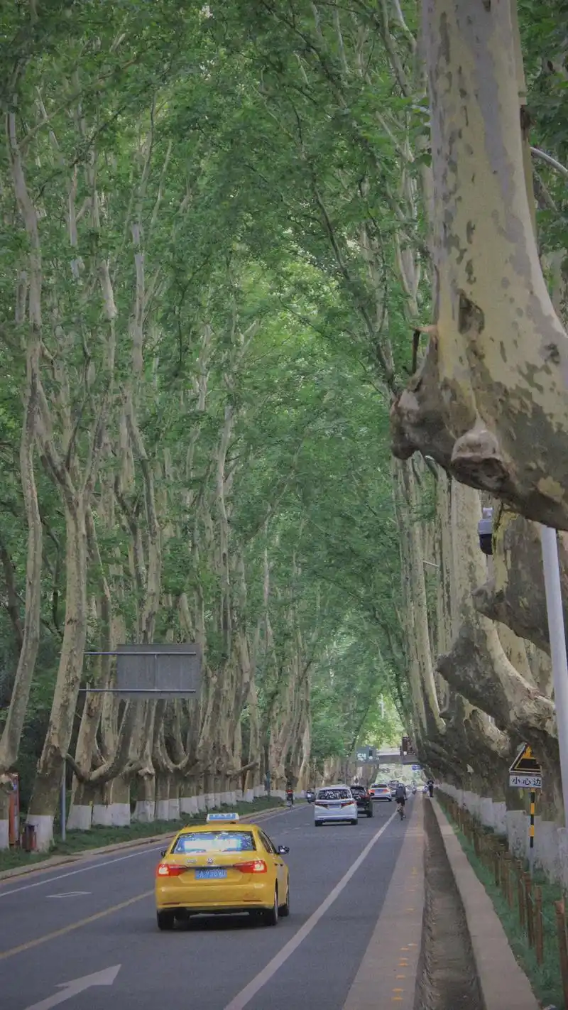 "#摄影 #梧桐树 #这个夏天 # - 抖音