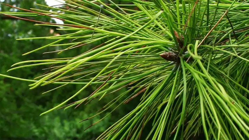 1种针形树叶能泡茶喝,常被农民当柴烧,好处可不少