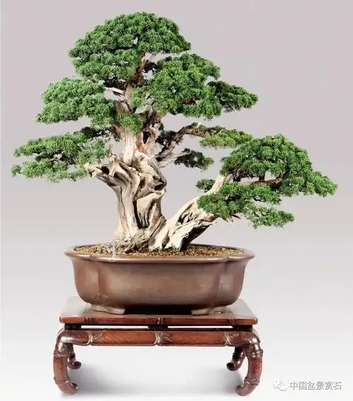 抗疫时刻线上回顾2013中国鼎古镇中国盆景国家大展柏树系列大回放