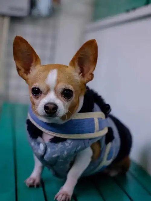 纯种吉娃娃  #吉娃娃  #最美吉娃娃