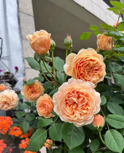 玛格丽特王妃英国大卫奥斯汀藤本月季四季开花爬篱笆拱门围墙云南