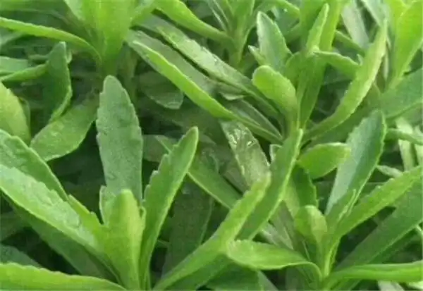 高钙菜种植技术 高钙菜怎么吃好吃-养花问答-种花卉