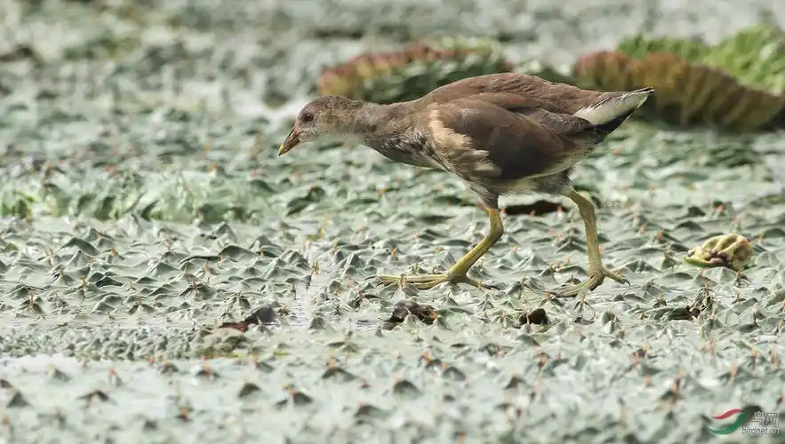 170909小黑水鸡向老师们学习问好