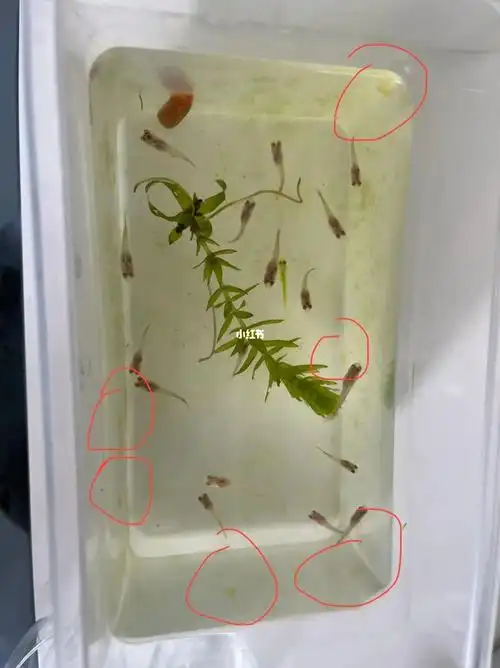 一只小螺就下了这么多卵