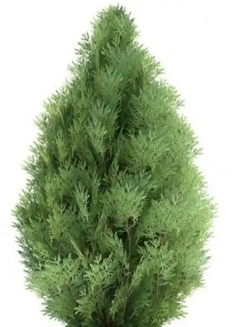 人人都说认柏树难掌握4种方法七种柏树轻松分辨清楚