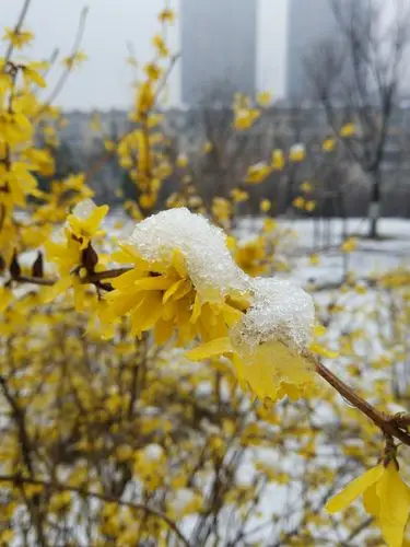 春天的回忆——四月飞雪