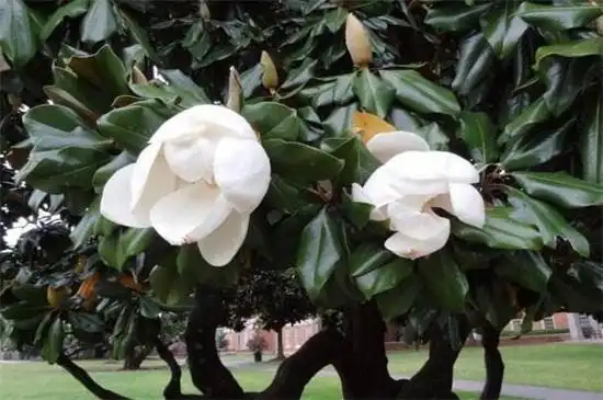 橡皮树几年开花,每年春季都可开花