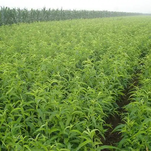 中国草莓产业网