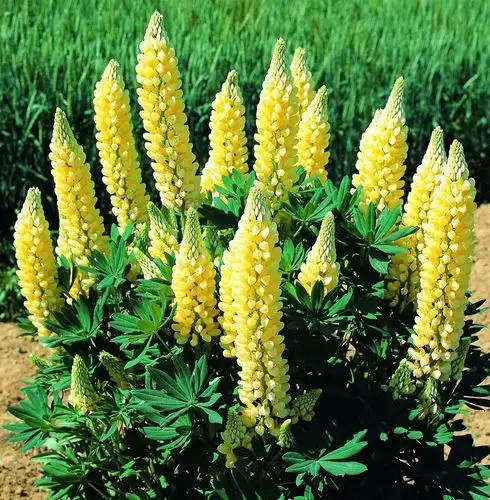 羽扇豆 鲁冰花基地 河北羽扇豆价格