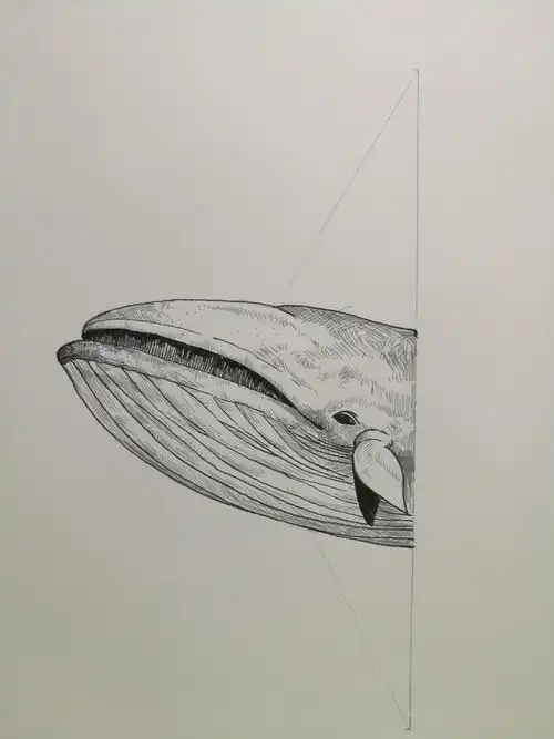 鲸|插画|插画习作|精ding - 原创作品 - 站酷 (zcool)