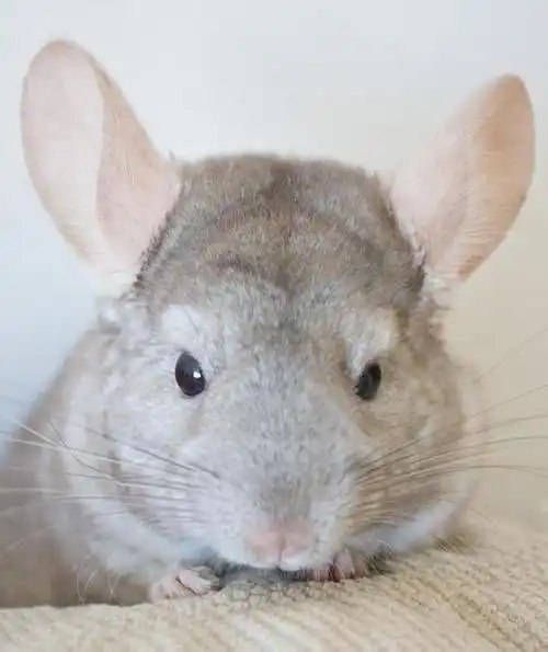 p> a target="_blank" href="/item/毛丝鼠/3032766" data-lemmaid="