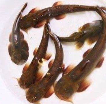 俗称:石爬子,青石爬子,黄石爬子,火箭鱼.