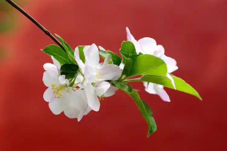 中山公园西府海棠