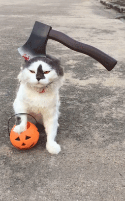 动物gif搞笑gif呆萌gif可爱gif模仿gif