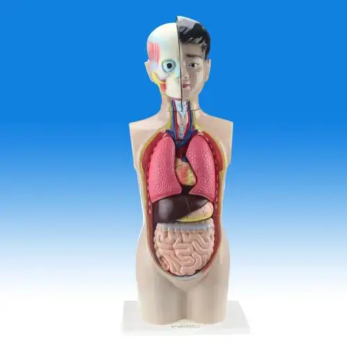 qh少年人体半身模型65cm高初中医学生物解剖躯干实验仪器文具用品