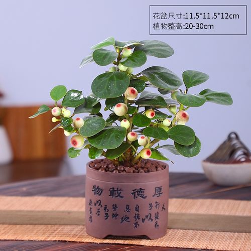 小盼菩提树盆栽带果绿植物室内外盆栽客厅桌面四季好养老桩苗盆景