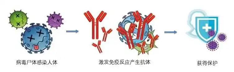 疫苗之所以会刺激机体产生抗体,是由于疫苗中的蛋白质起作用,这类蛋白