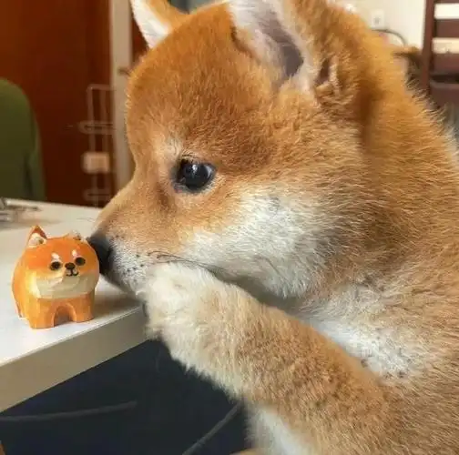 超萌的男生头像狗狗图片(可爱狗狗头像男生专用版)