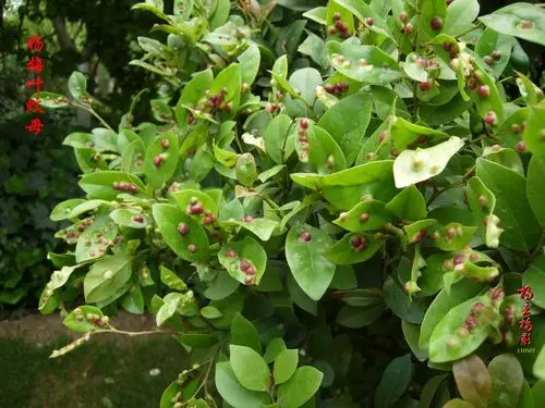 776,蚊母 - yangli.1946 - yangli.1946的博客