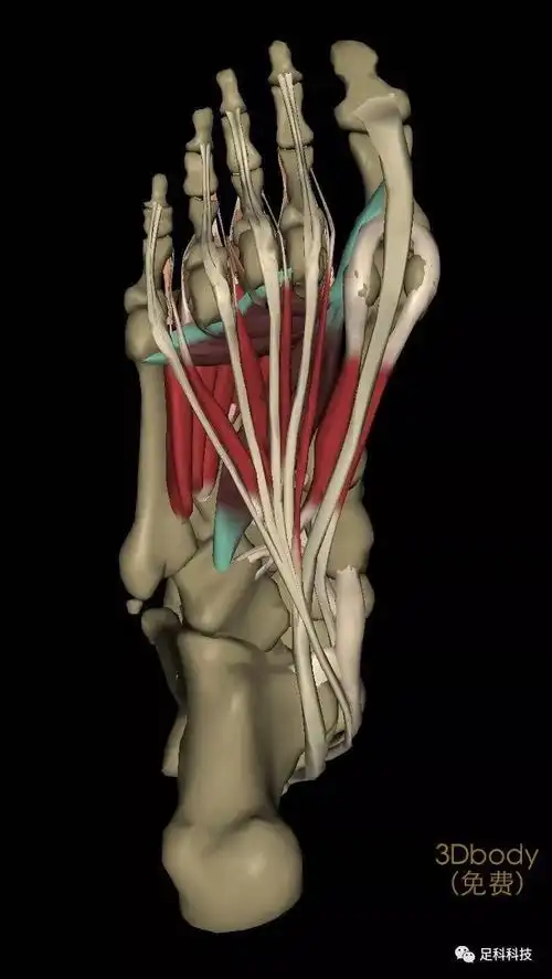 拇收肌作用:内收和屈拇趾起点:第2,3,4跖骨底止点:拇趾近节跖