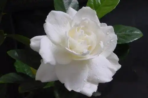 栀子花怎么养才长得好,四个要点教你养好栀子花