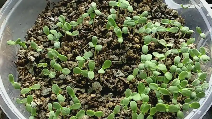 种下十几天我的玛格丽特长成了这个样子不知道种子是不是真的