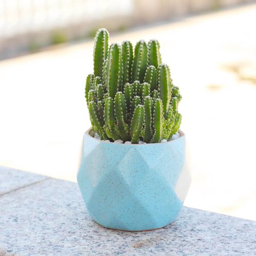 仙人掌植物仙人开花甲醛去甲防辐射桌面办公室多肉多肉植物