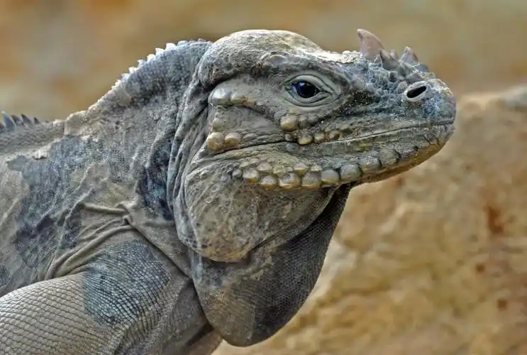 壮如犀牛,天性温柔——犀牛鬣蜥_腾讯新闻