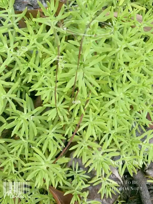 佛甲草又名打不死铁指甲