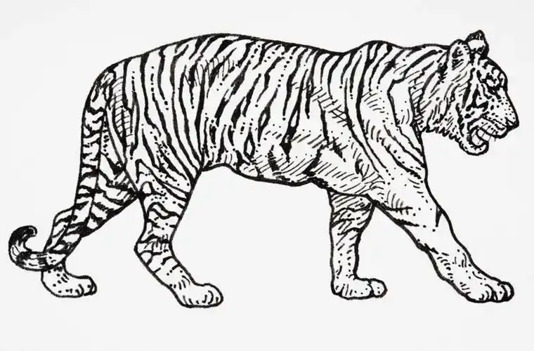 无人,站,横图,黑白,插画,室内,白天,白色背景,侧面,数码,科技,哺乳