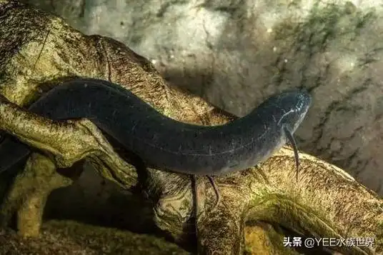 离水四年不死的鱼,被称为活化石,专家说它可能还在进化